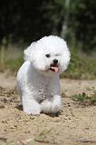 BICHON FRISE 360